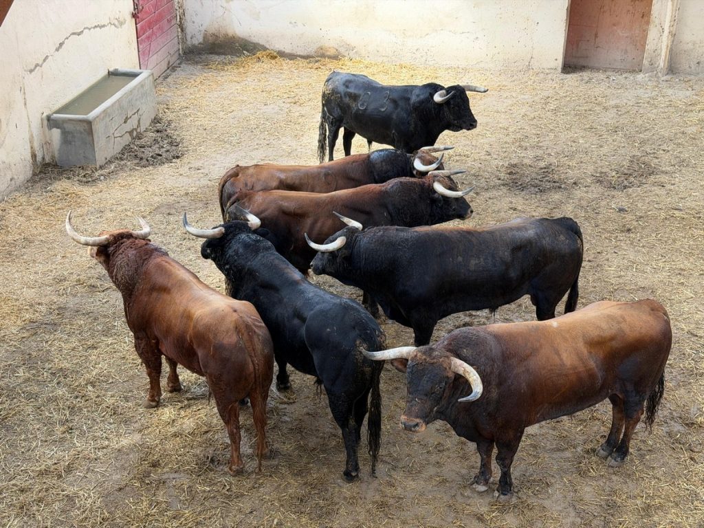 Los toros de El Pilar para hoy en Huesca