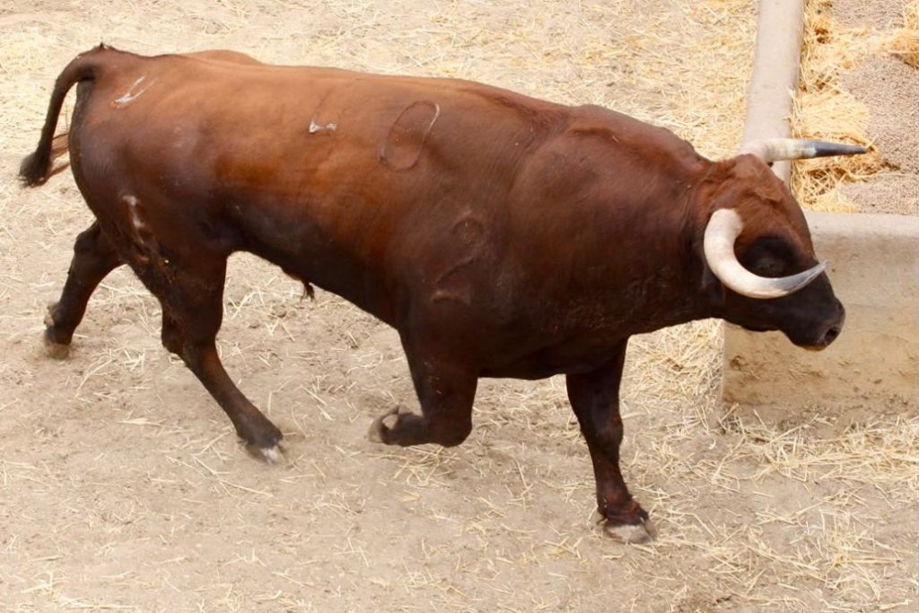 Orden de lidia de los toros de Román Sorando para Cuenca