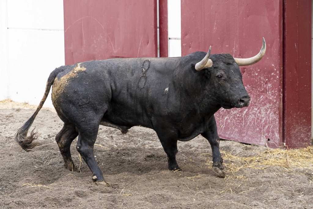 Los toros de Victorino Martín para Málaga