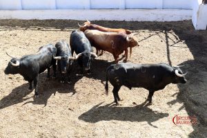 Corrida completa de Juan Manuel Criado para Colmenar Viejo