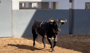 Orden de lidia de los novillos de Murteira Grave para Albacete