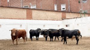 Sorteo de los toros de Victoriano del Río para Valladolid