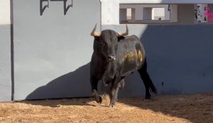 Orden de lidia para la segunda corrida de la Feria de Albacete