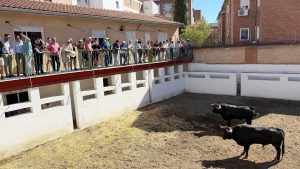 Sorteo de los toros de El Vellosino y La Purísima para Valladolid