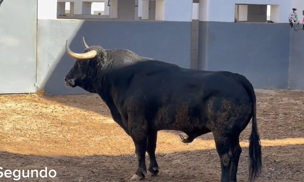 Sorteados los de Domingo Hernández para Albacete