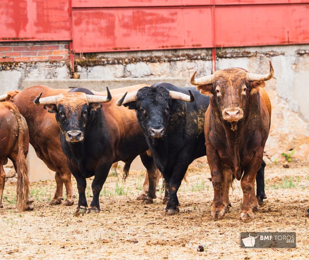 Los toros de Domingo Hernández para Salamanca