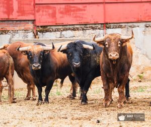 Los toros de Domingo Hernández para Salamanca