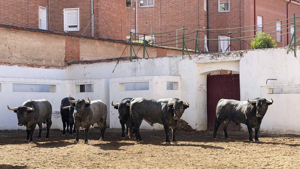 Sorteo de los toros de Victorino Martín para Valladolid