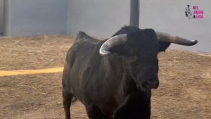 Las reses de Los Espartales para Albacete