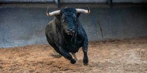 Orden de lidia para la corrida de toros de Madrid