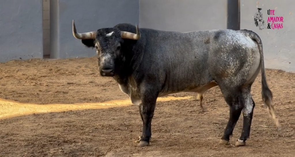Orden de lidia de los toros de La Quinta para Albacete