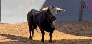 Orden de lidia de los toros de Victoriano del Río para Albacete
