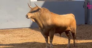 Orden de lidia para la sexta corrida de toros de Albacete