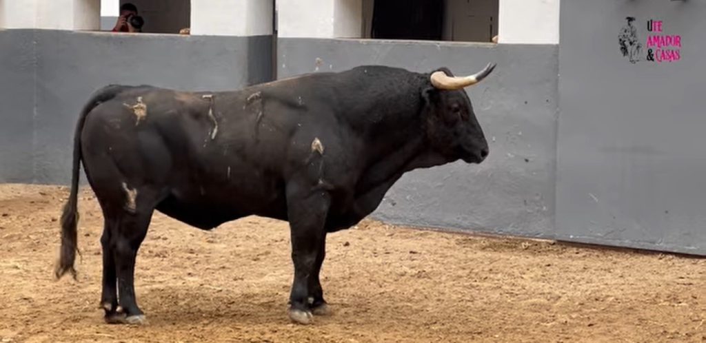Orden de lidia para la corrida concurso de ganaderías de Albacete