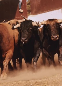 Los toros de Juan Manuel Criado para Palencia