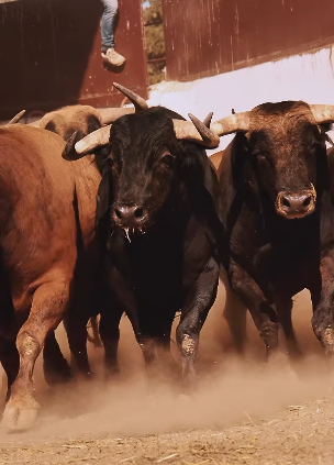 Los toros de Juan Manuel Criado para Palencia