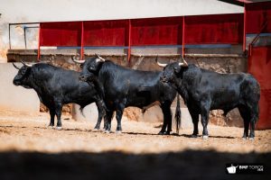 Los toros de Hnos. García Jiménez para Salamanca