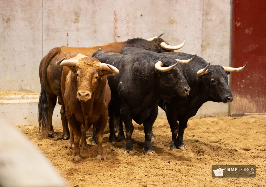 Sorteo de los toros de Juan Pedro Domecq para Logroño