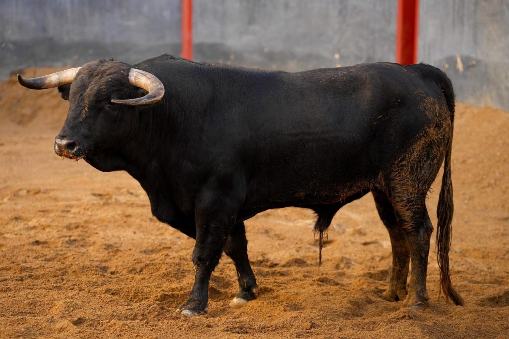 Orden de lidia de los novillos de Garcigrande para Sevilla