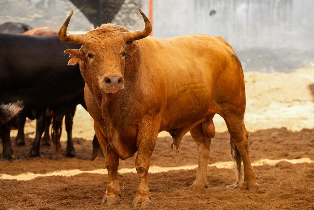 Los toros de Jandilla para la segunda de la Feria de San Miguel