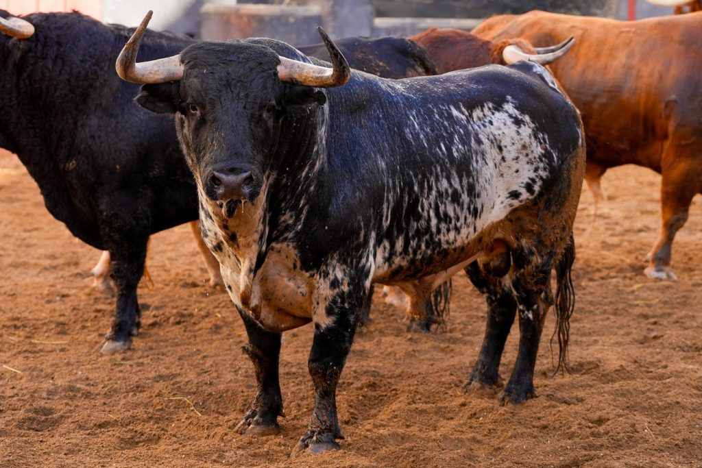 Los ejemplares de Garcigrande para Sevilla