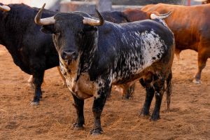 Los ejemplares de Garcigrande para Sevilla