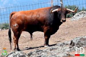 Los novillos de Montealto para Villaseca de la Sagra