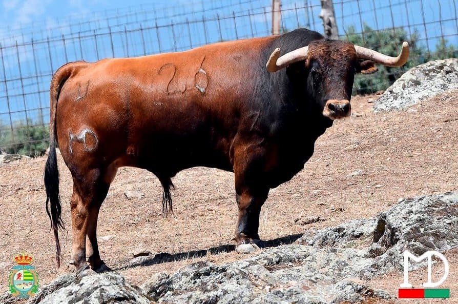Los novillos de Montealto para Villaseca de la Sagra