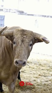 Los toros de Juan Pedro Domecq para Murcia