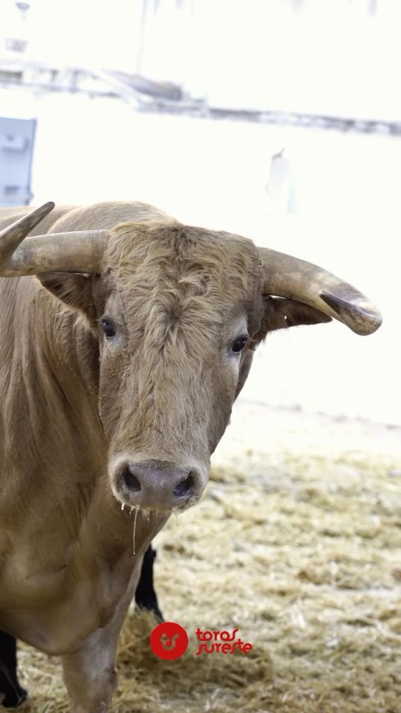 Los toros de Juan Pedro Domecq para Murcia