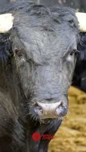 Orden de lidia de los toros de Los Espartales para Murcia