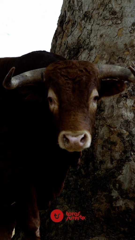 Sorteo de los toros de El Parralejo para Murcia