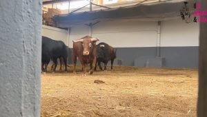 Orden de lidia de los novillos de Montealto para Albacete
