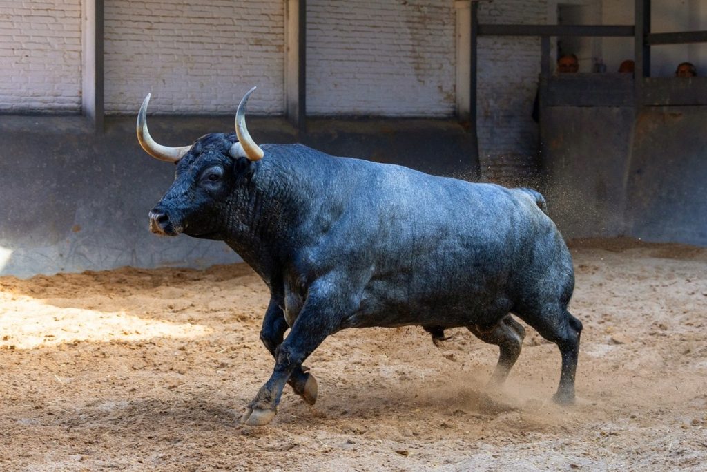 Veiga Teixeira y Partido de Resina, desafío ganadero en Madrid
