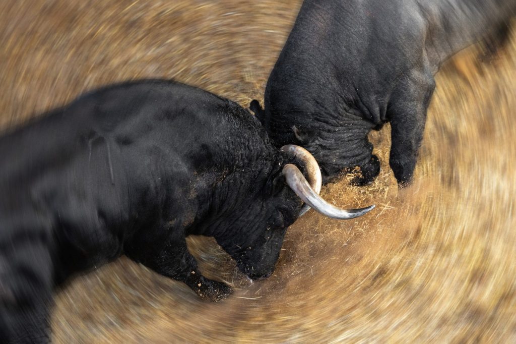 Los toros de la corrida concurso ya están en Las Ventas