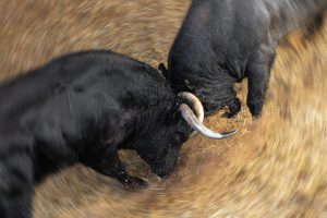 Los toros de la corrida concurso ya están en Las Ventas