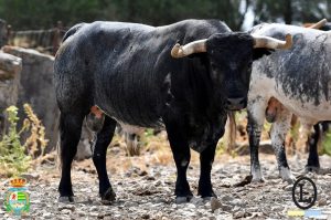 Orden de lidia para la primera del Alfarero de Oro