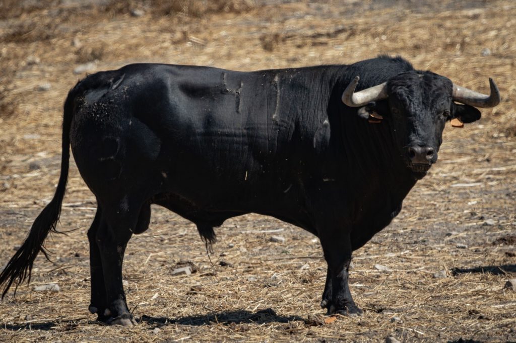 Los toros de Fermín Bohórquez para Andújar