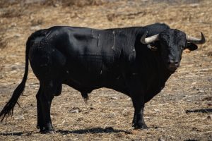 Los toros de Fermín Bohórquez para Andújar