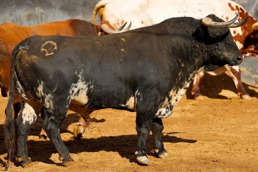 Orden de lidia para el segundo festejo de la Feria de San Miguel