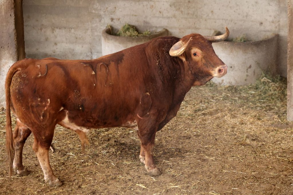 Orden de lidia para la Corrida del Día del Pilar en Zaragoza