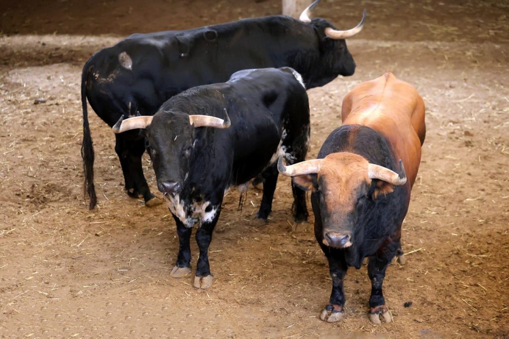 Orden de lidia para la cuarta corrida de la Feria del Pilar