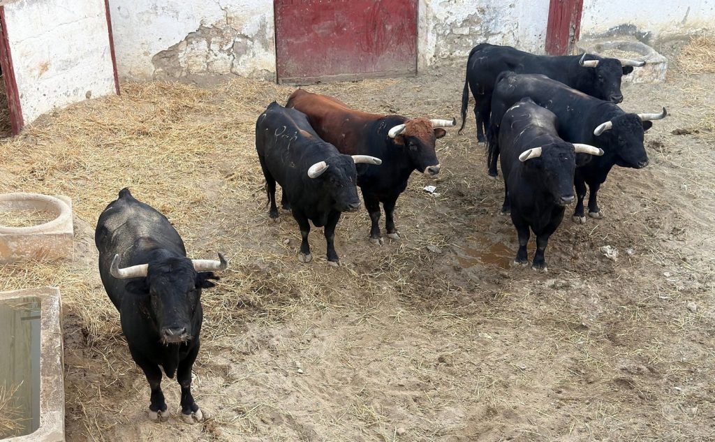 Orden de lidia de los toros de El Parralejo para Jaén