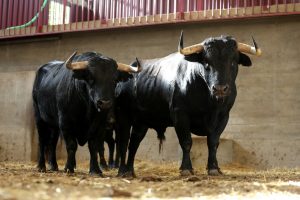 Los toros para la alternativa de El Mene en Zaragoza