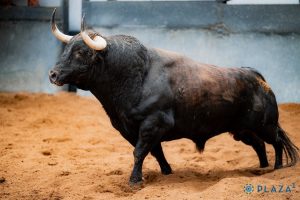 Los toros de Alcurrucén para hoy en Las Ventas