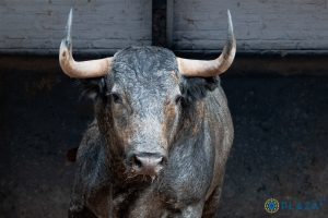 Los ejemplares de Victorino Martín para Las Ventas
