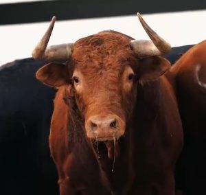 Cinco toros de Álvaro Núñez y uno de Torrealta para Valencia