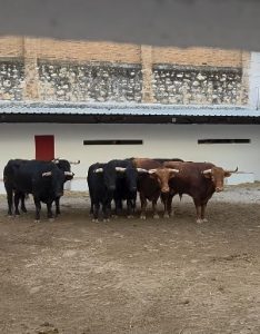 Los novillos de Casa de los Toreros para hoy en Valencia