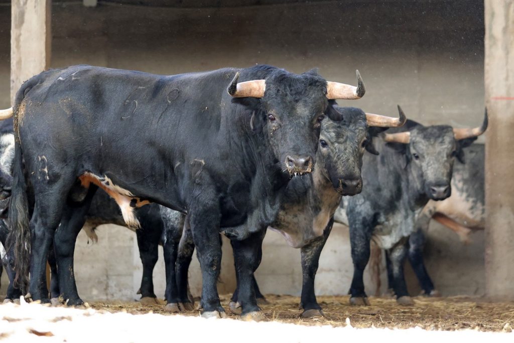 Los novillos de Los Maños para la primera de Zaragoza