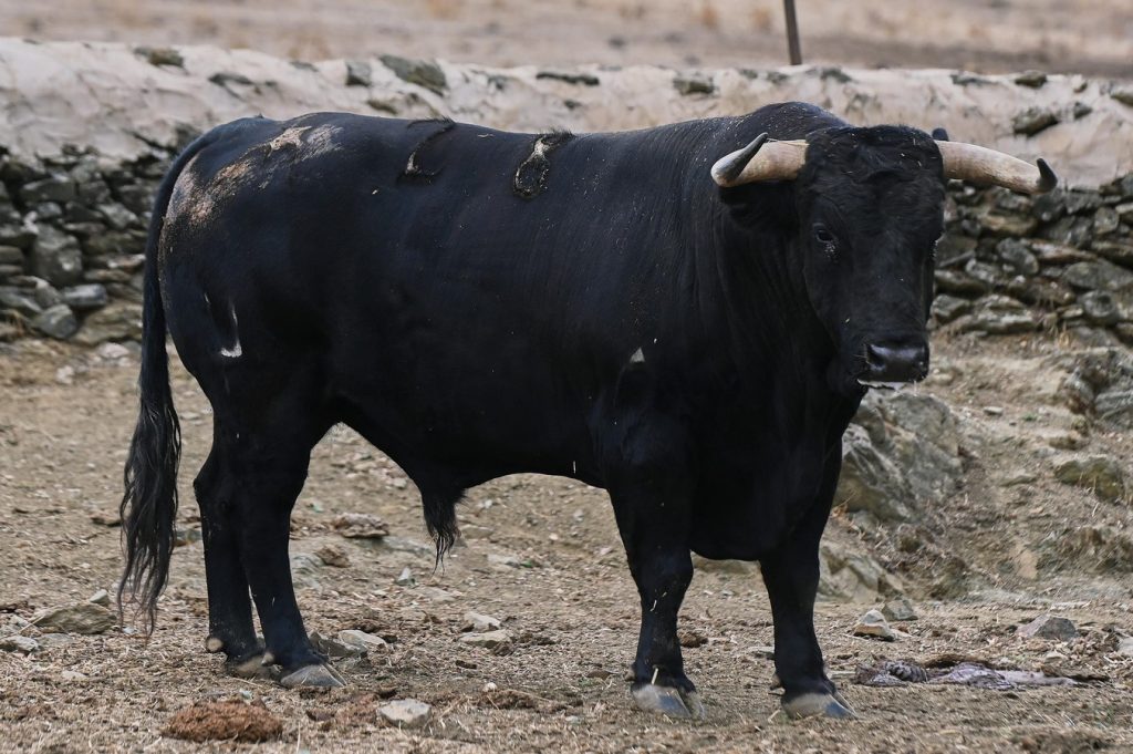Seriedad de El Parralejo para la segunda cita de Jaén